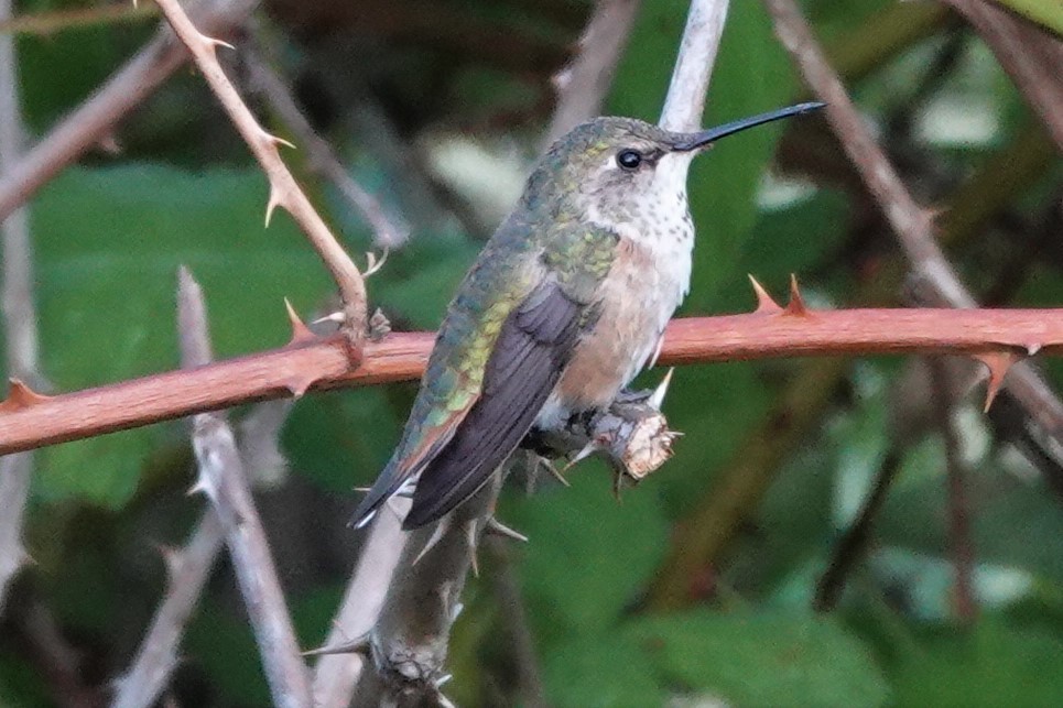 Rufous Hummingbird - ML587136661