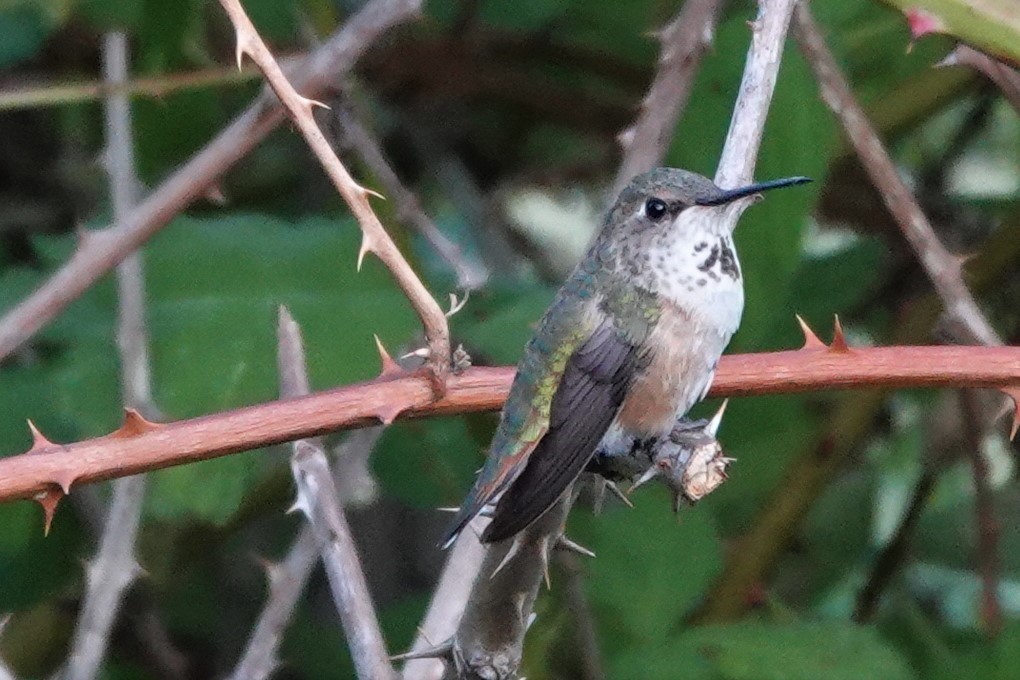 Rufous Hummingbird - ML587136671