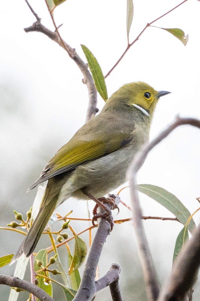 White-plumed Honeyeater - ML587136751