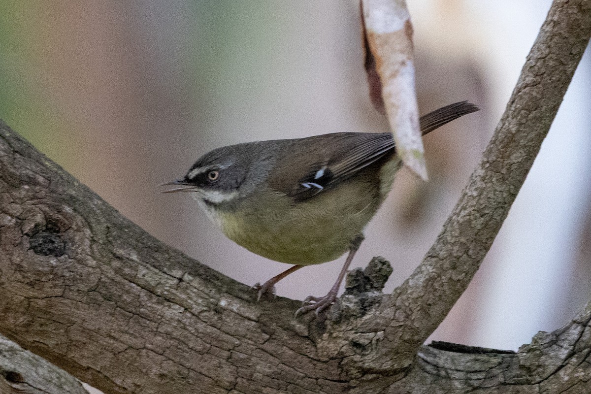 White-browed Scrubwren - ML587136761