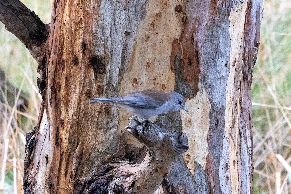 Gray Shrikethrush - ML587136781