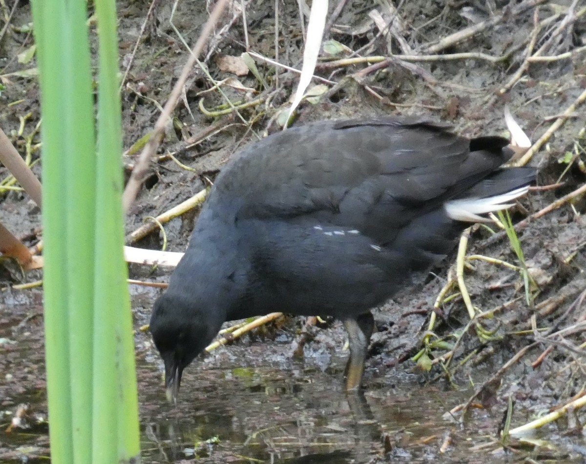 Dusky Moorhen - Robert Drake