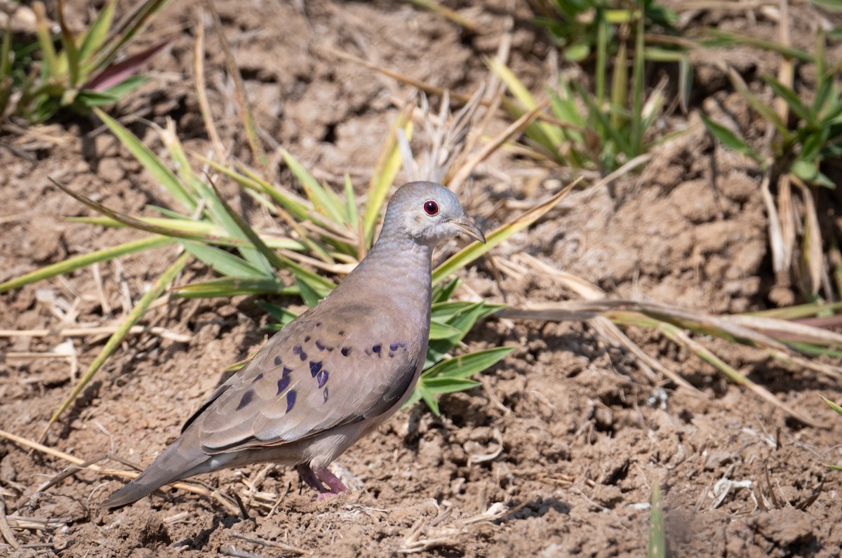 Plain-breasted Ground Dove - ML587136891