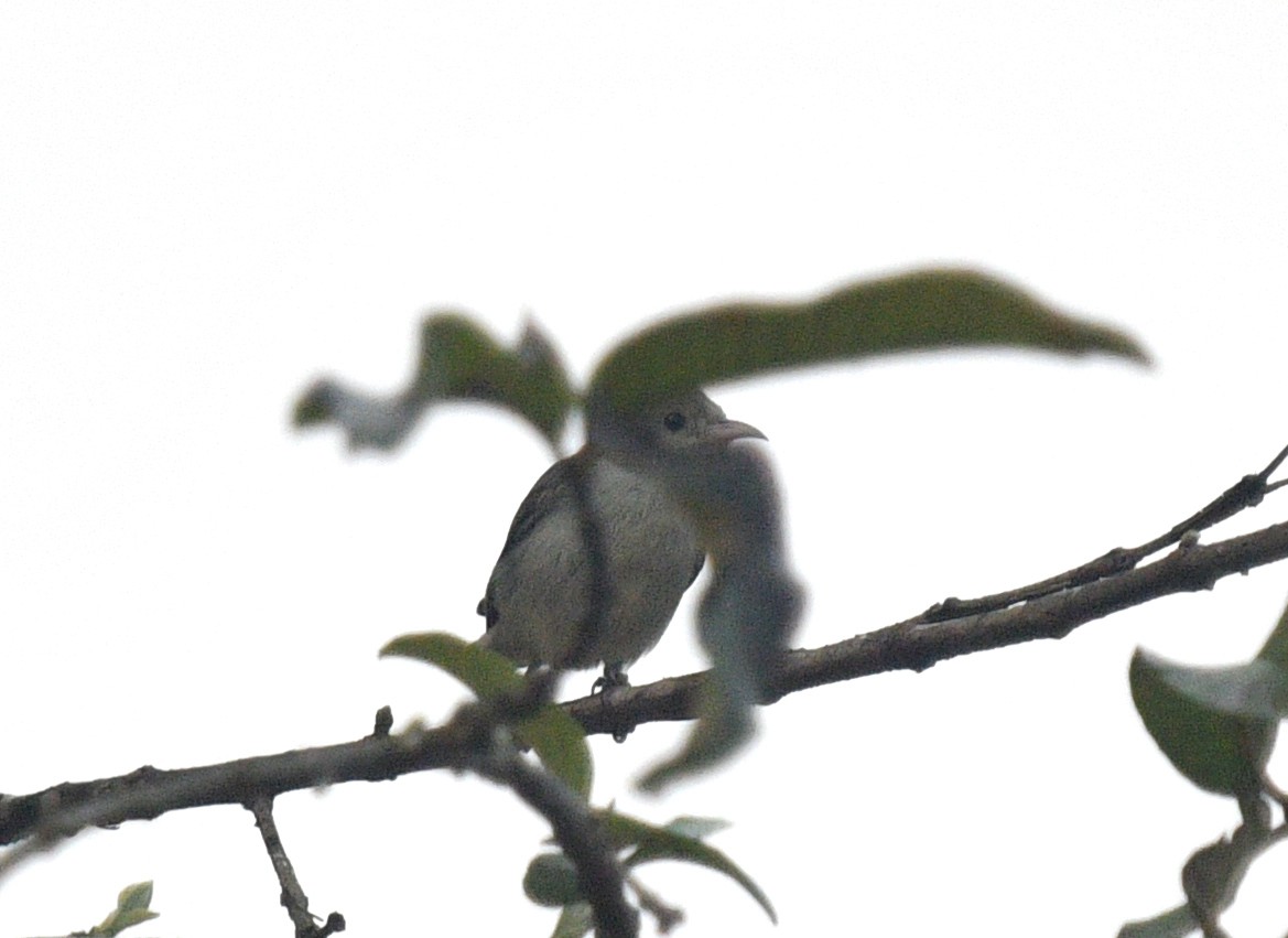 Pale-billed Flowerpecker - ML587137701