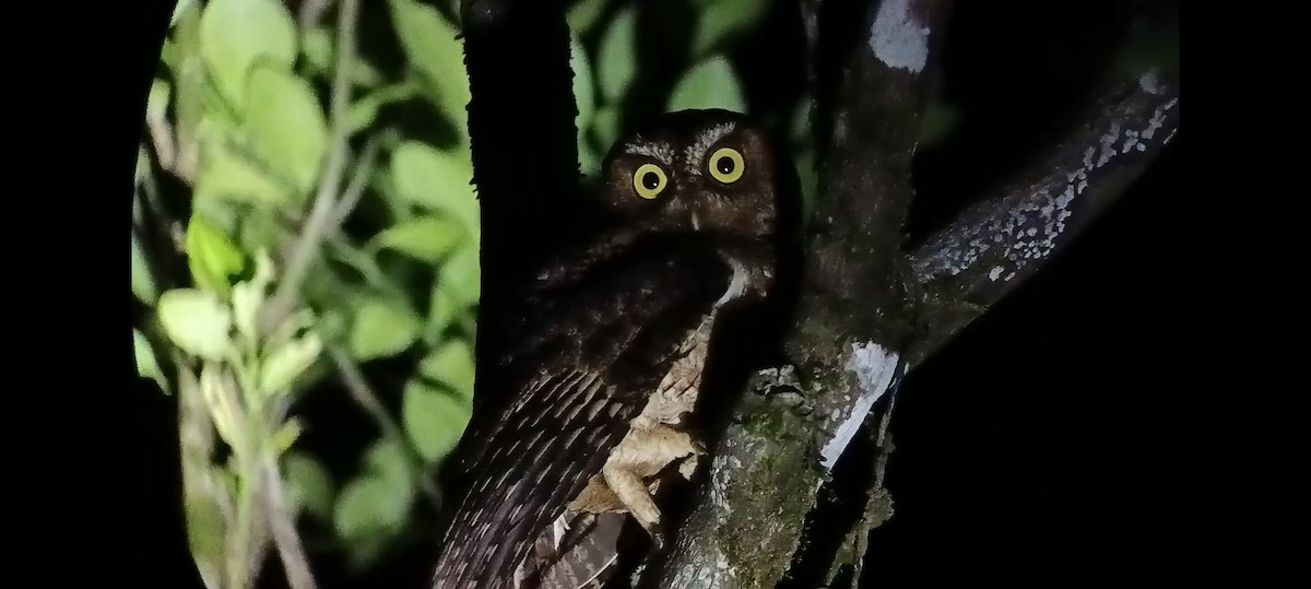 Sangihe Scops-Owl - ML587138961