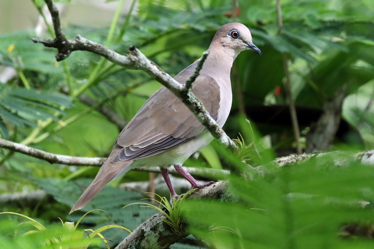 White-tipped Dove - Ginger Spinelli