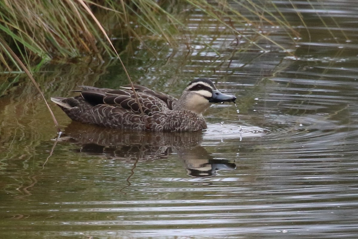 Pacific Black Duck - Deb & Rod R