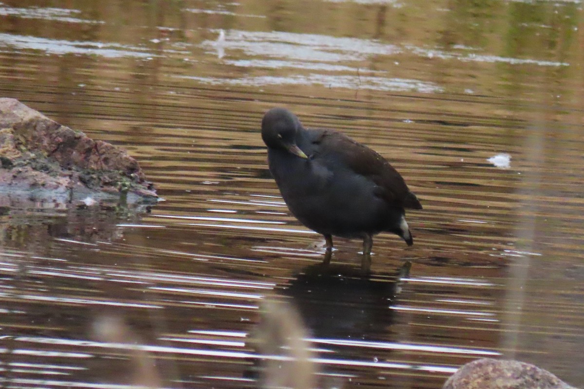 Dusky Moorhen - Deb & Rod R