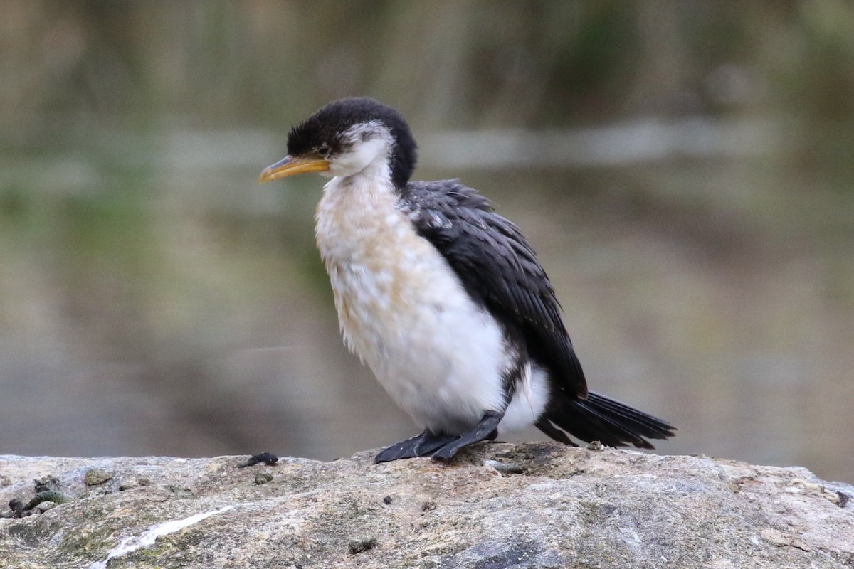 Little Pied Cormorant - Deb & Rod R