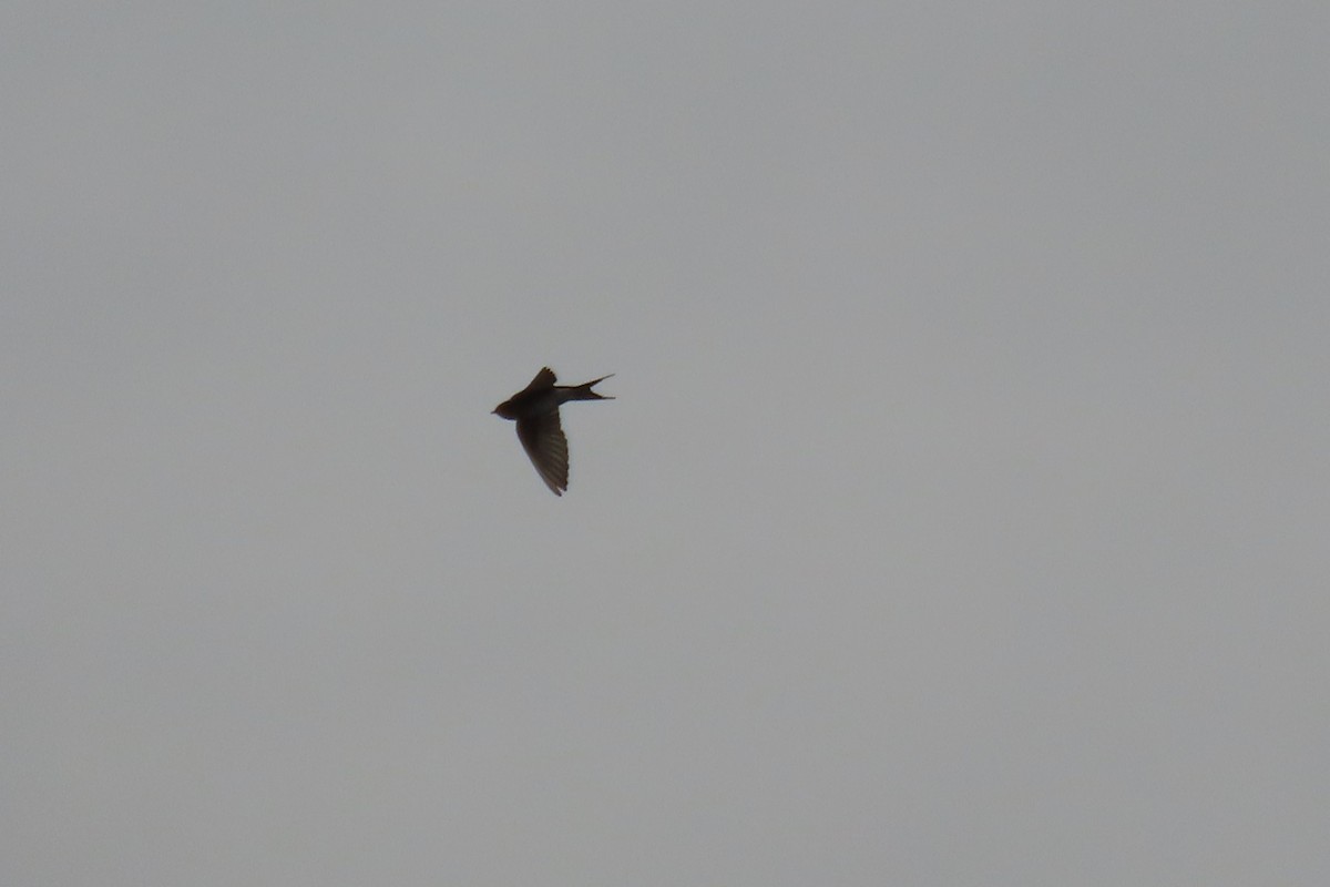 Golondrina Australiana - ML587140811