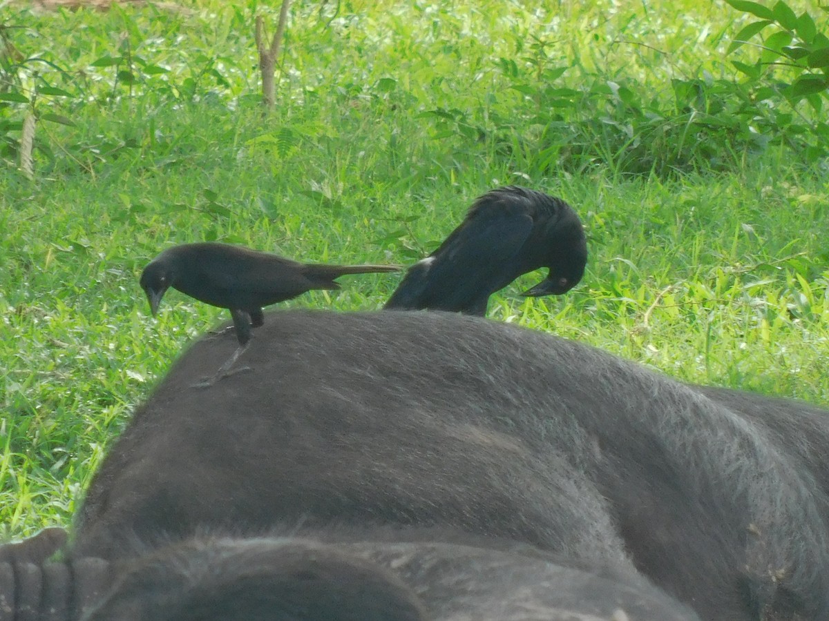 Bronzed Cowbird - ML587141071