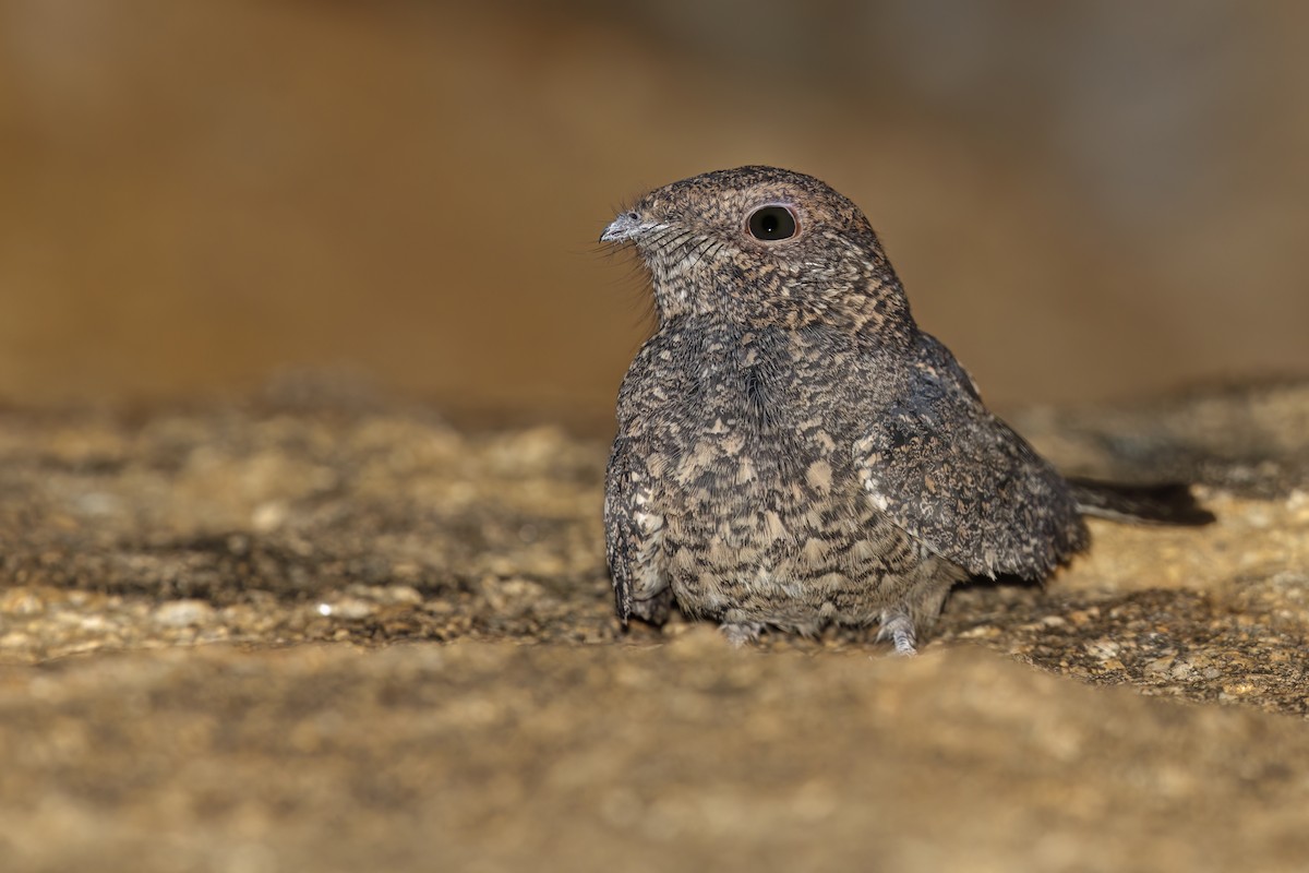 Freckled Nightjar - ML587141381