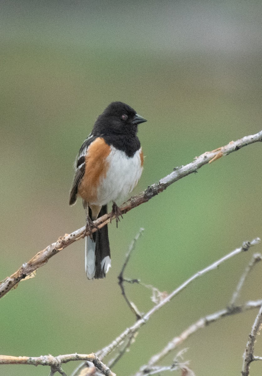 Spotted Towhee - ML587141471