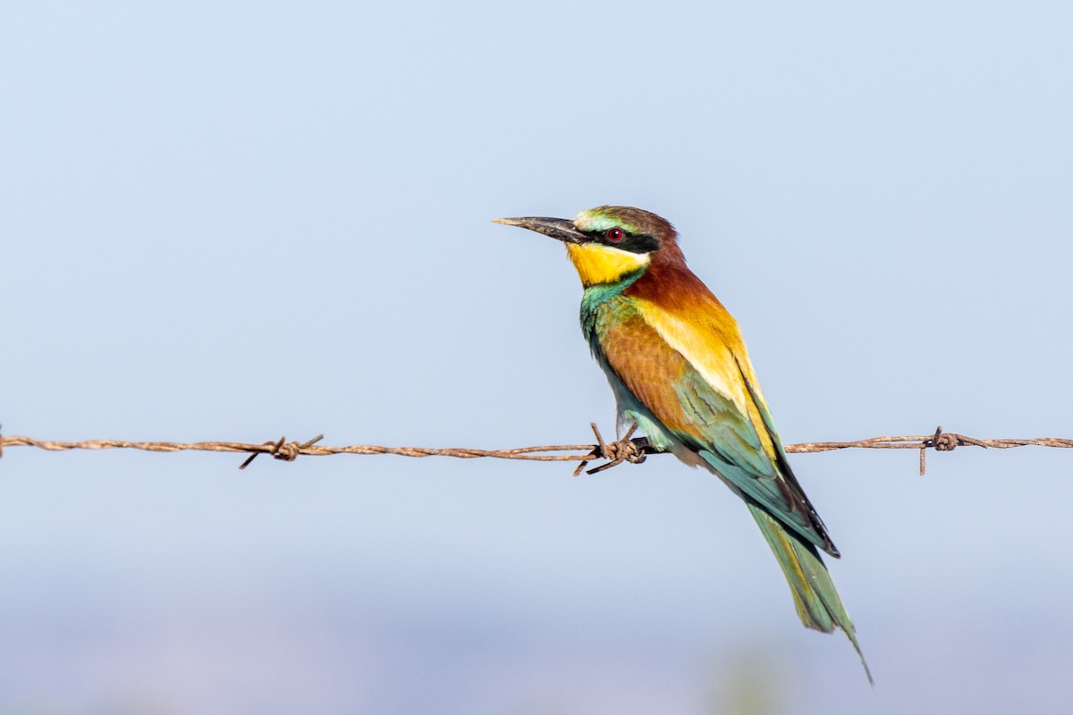 European Bee-eater - ML587141561