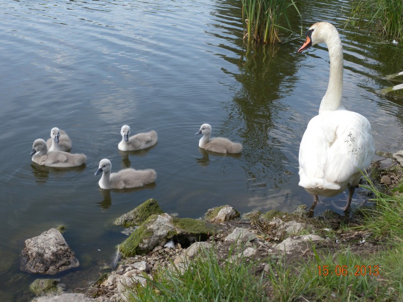 Mute Swan - ML587141581