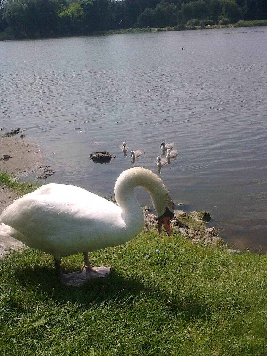 Mute Swan - ML587141591