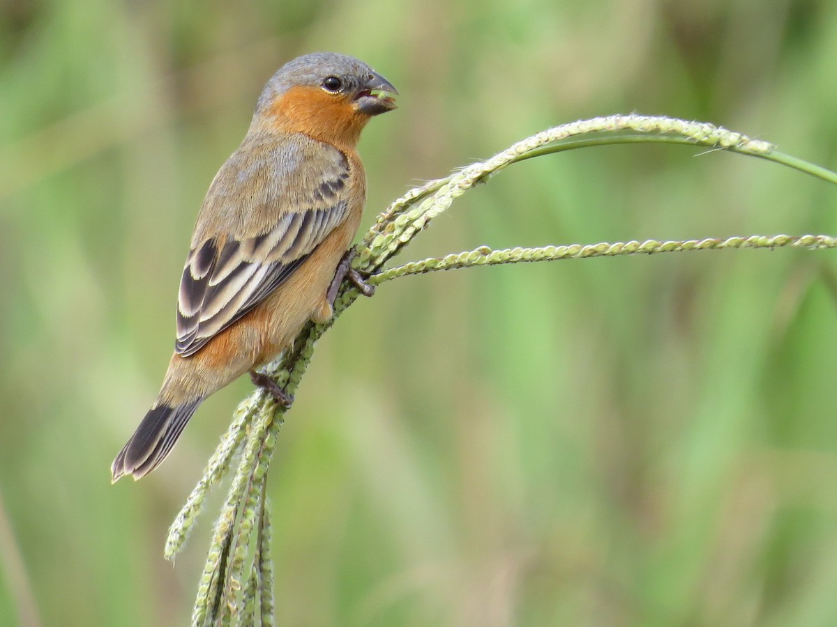 Tawny-bellied Seedeater - Aline Horikawa