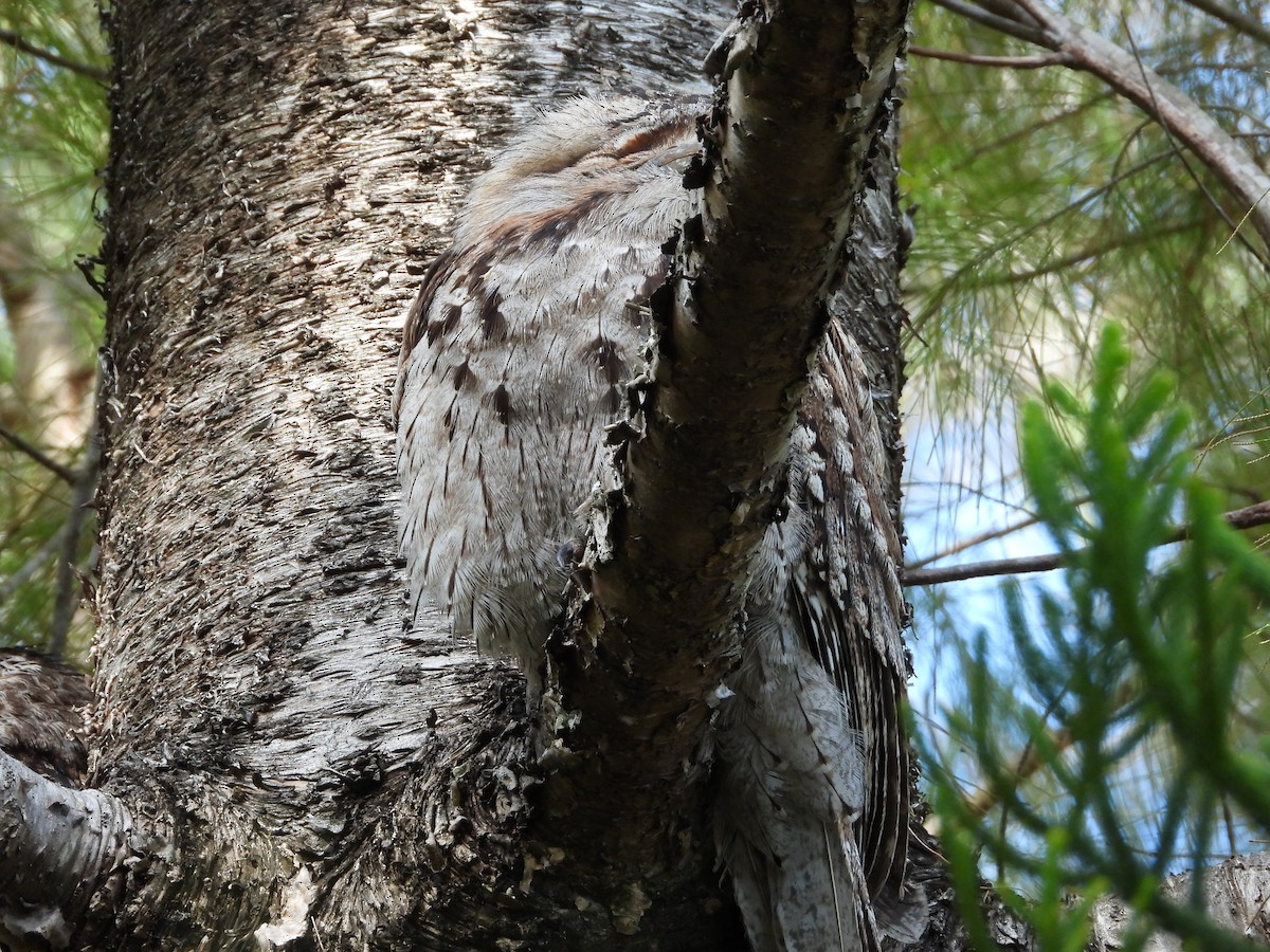 Tawny Frogmouth - ML587141841