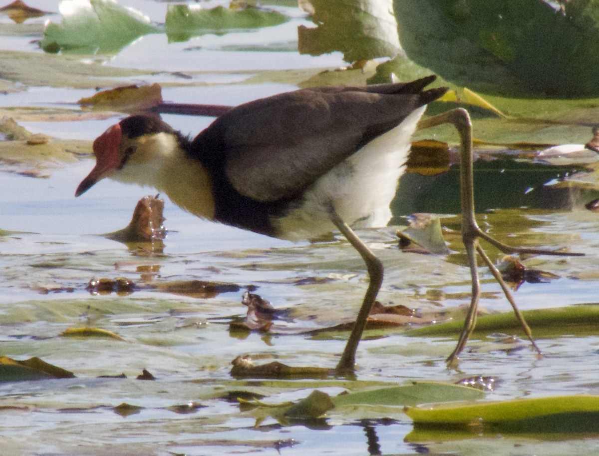 Jacana à crête - ML587141901