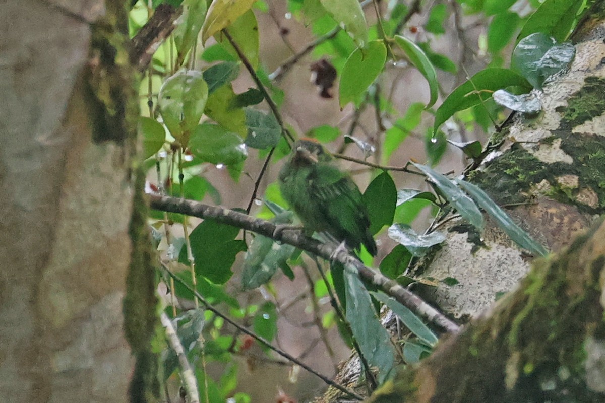 Red-throated Barbet - ML587142091