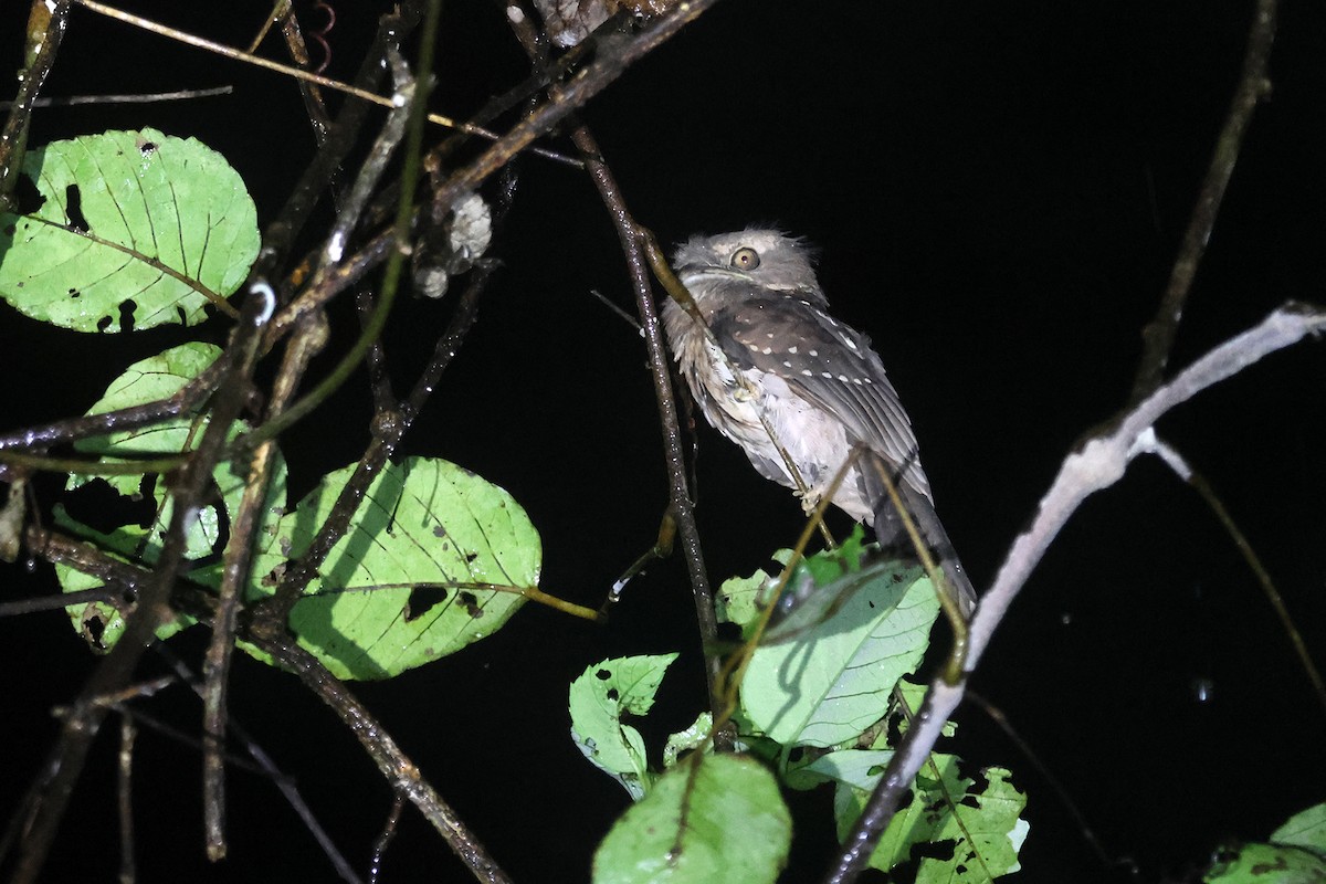 Gould's Frogmouth - Charley Hesse TROPICAL BIRDING