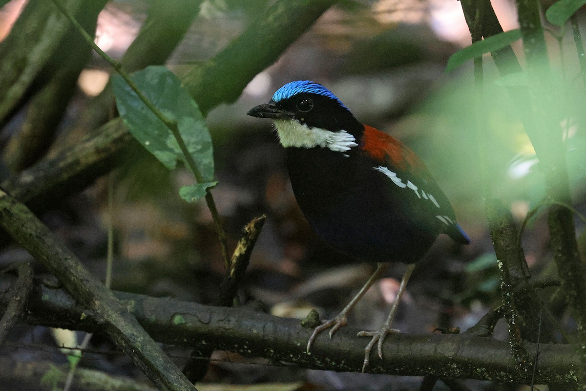 Blue-headed Pitta - Charley Hesse TROPICAL BIRDING