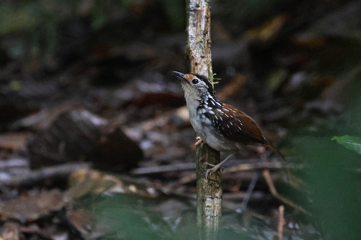 Striped Wren-Babbler - Charley Hesse TROPICAL BIRDING