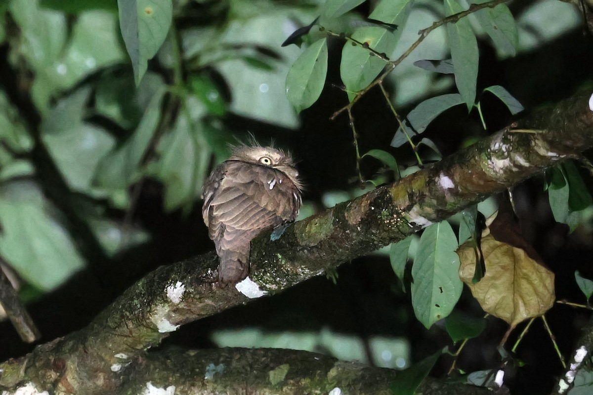 Blyth's Frogmouth (Blyth's) - ML587142931