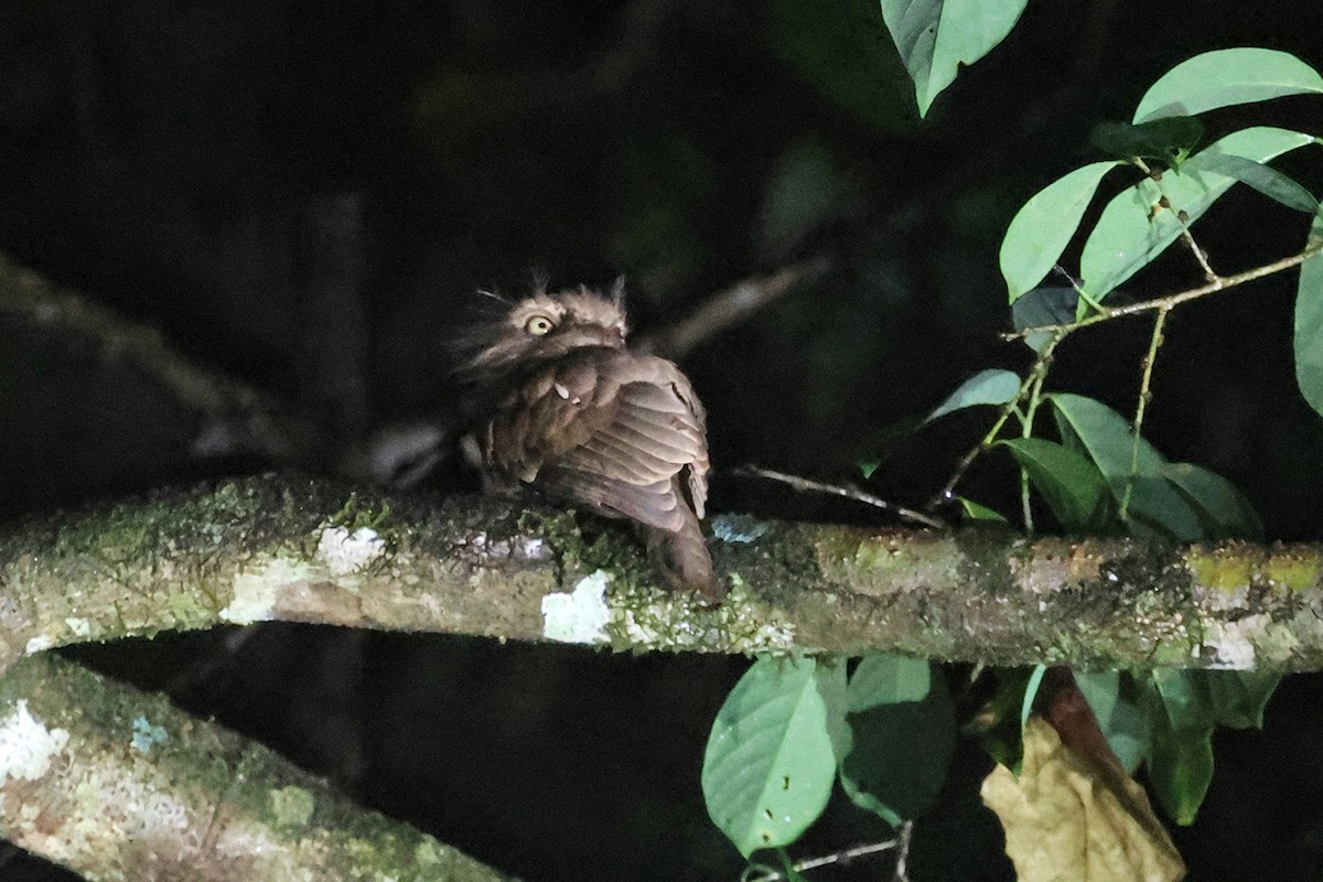 Blyth's Frogmouth (Blyth's) - ML587142941