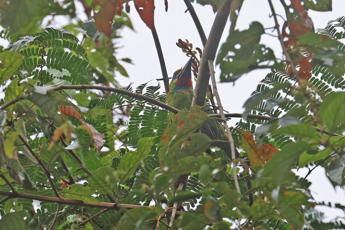 Gold-whiskered Barbet (Gold-faced) - Charley Hesse TROPICAL BIRDING