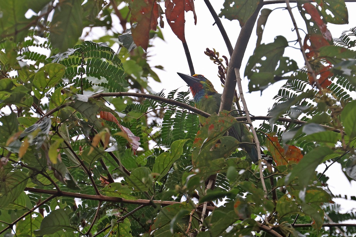 Gold-whiskered Barbet (Gold-faced) - ML587143471