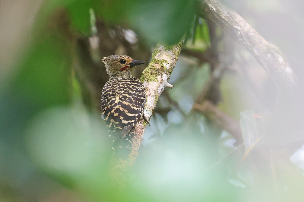 Buff-rumped Woodpecker - Charley Hesse TROPICAL BIRDING