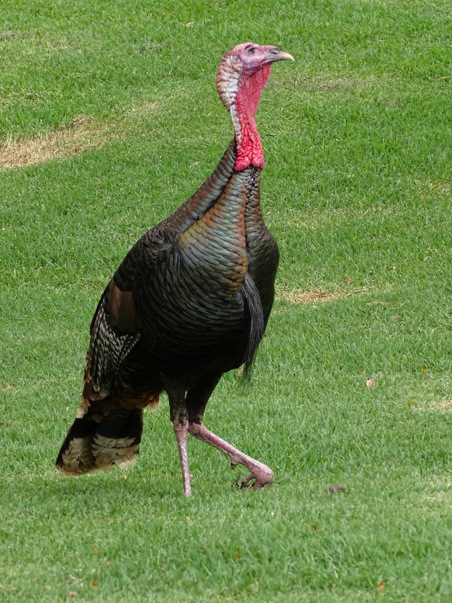 Wild Turkey - ML58714371