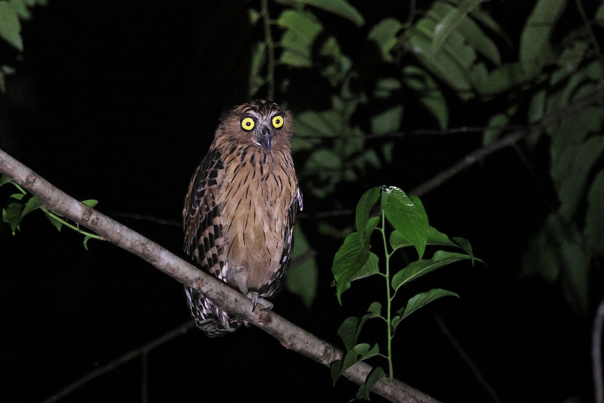 Buffy Fish-Owl - ML587144281