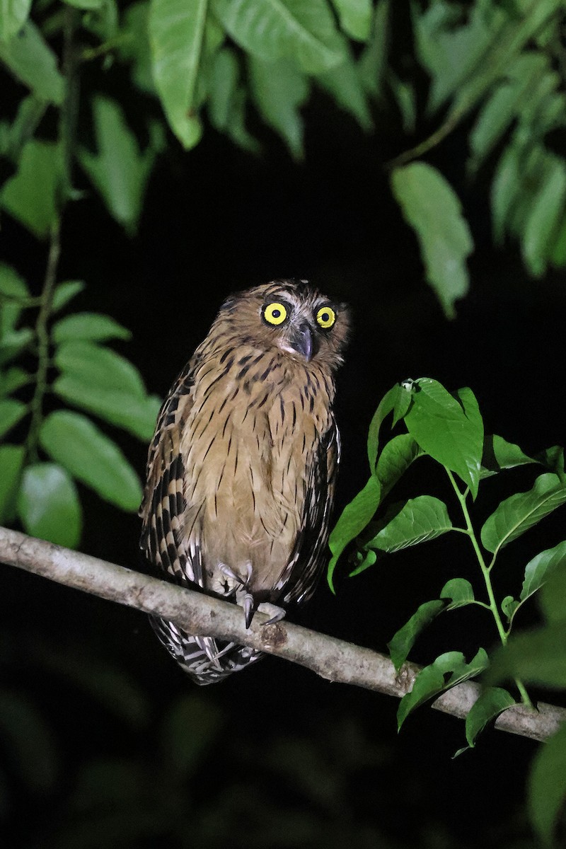 Buffy Fish-Owl - ML587144291