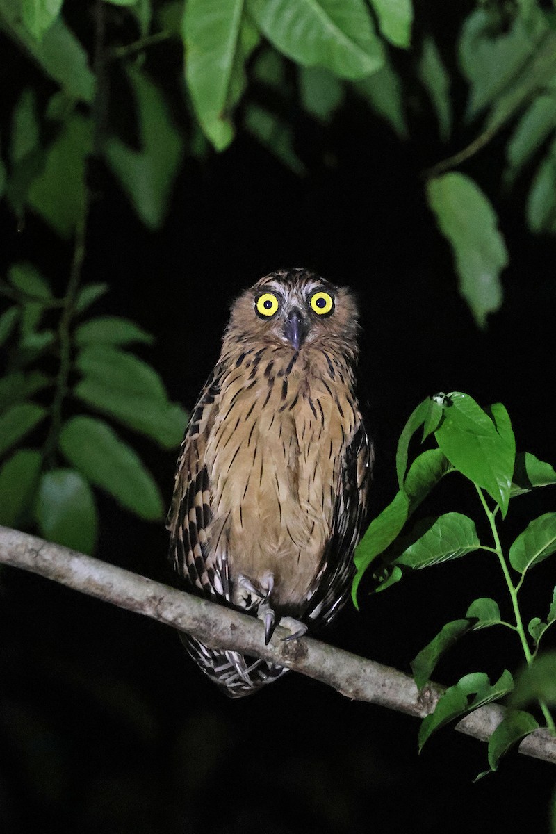 Buffy Fish-Owl - ML587144301