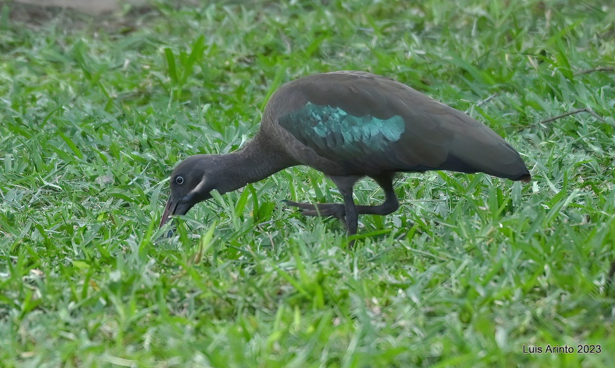 Hadada Ibis - Luis Arinto