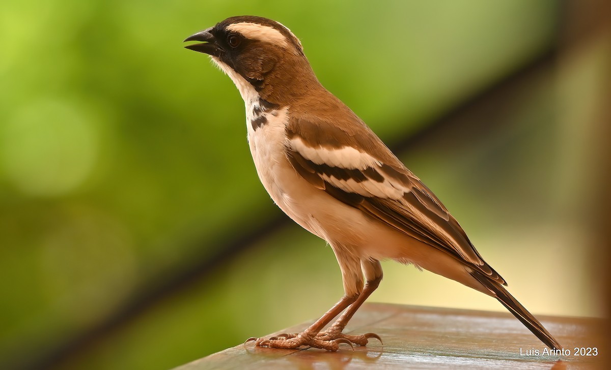 White-browed Sparrow-Weaver - Luis Arinto