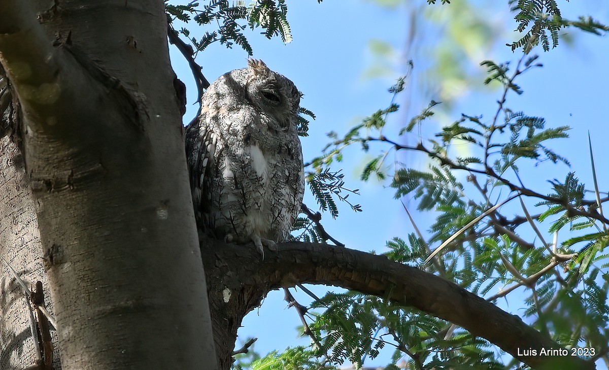 African Scops-Owl - Luis Arinto