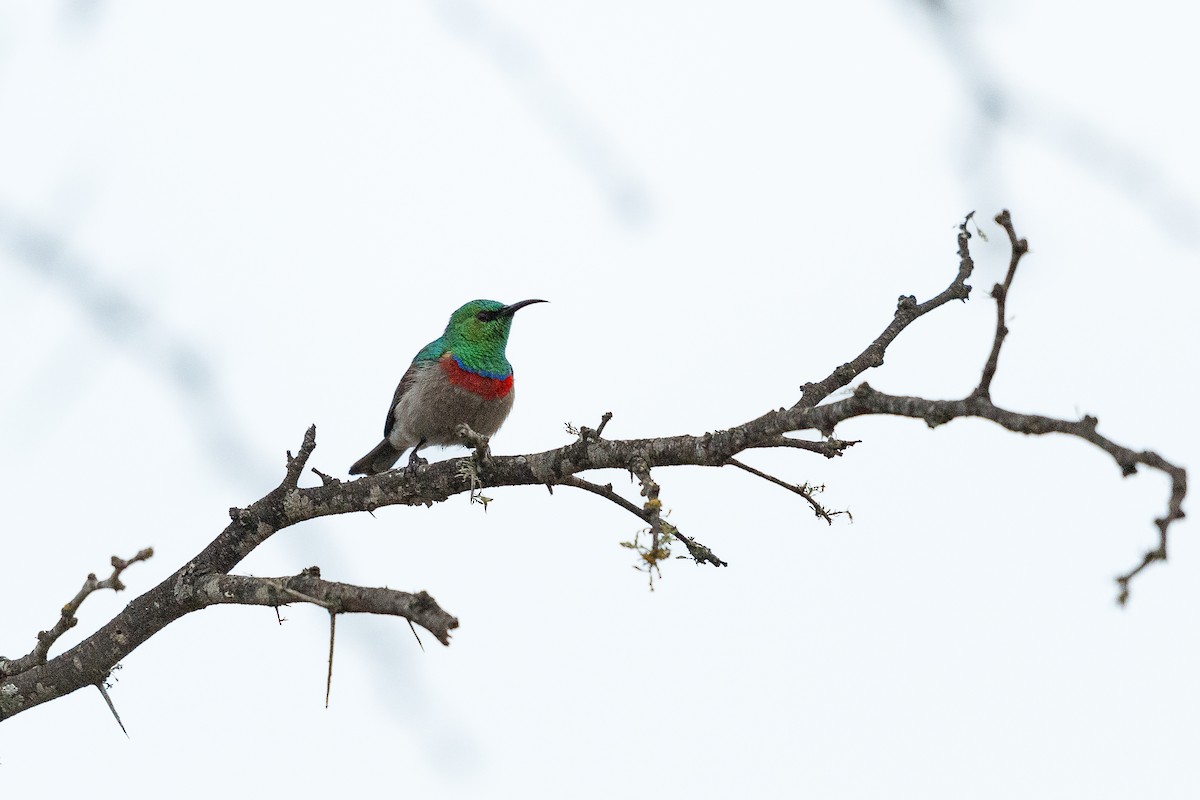 Southern Double-collared Sunbird - ML587145251