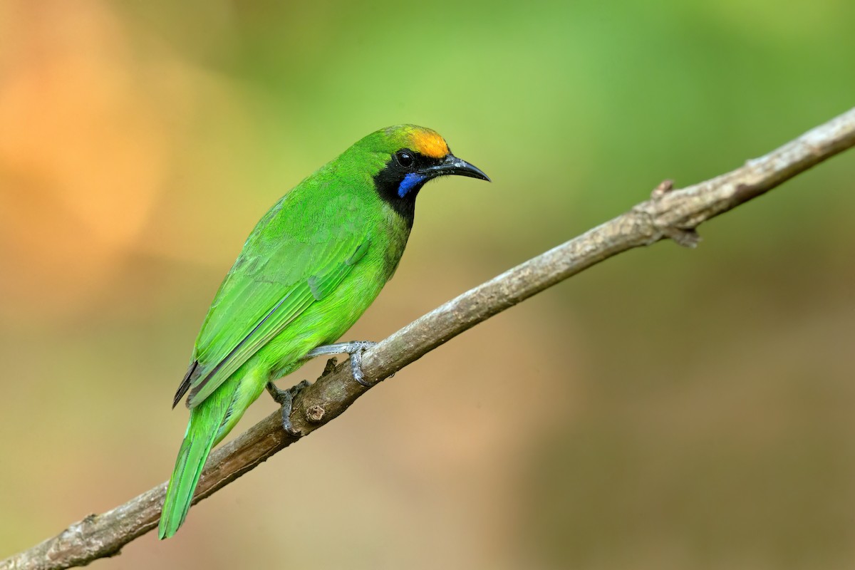 Golden-fronted Leafbird - ML587145361