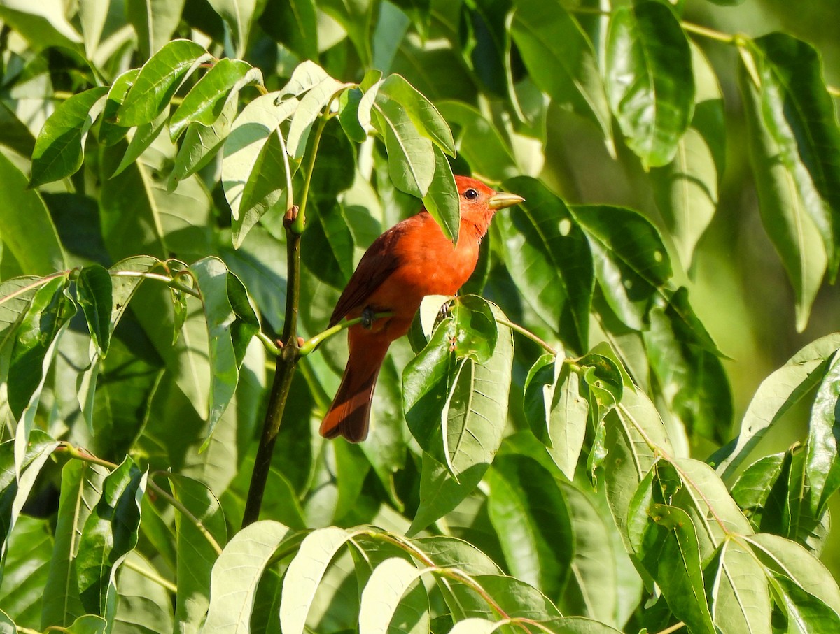 Summer Tanager - ML587148491