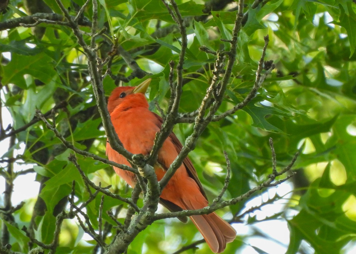 Summer Tanager - ML587148521