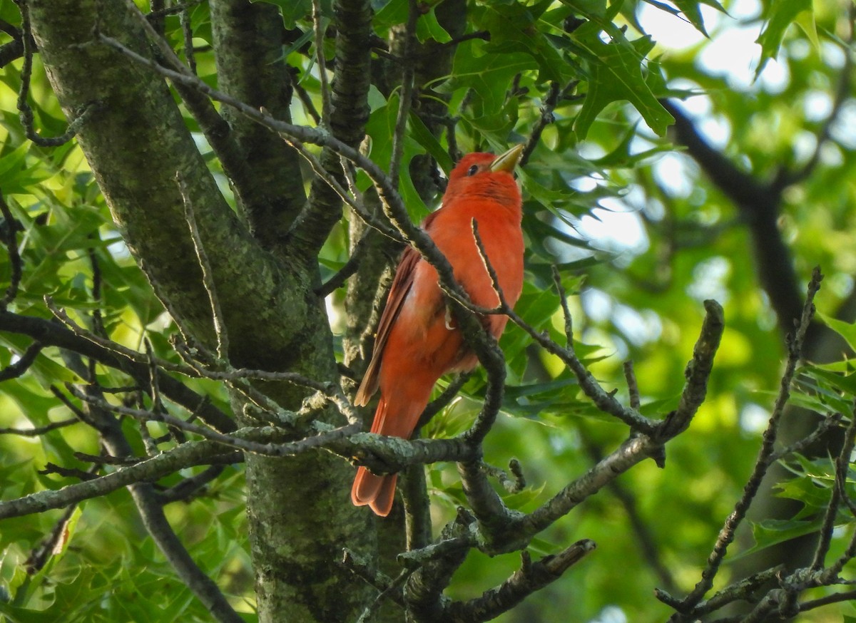 Summer Tanager - Susan Brauning