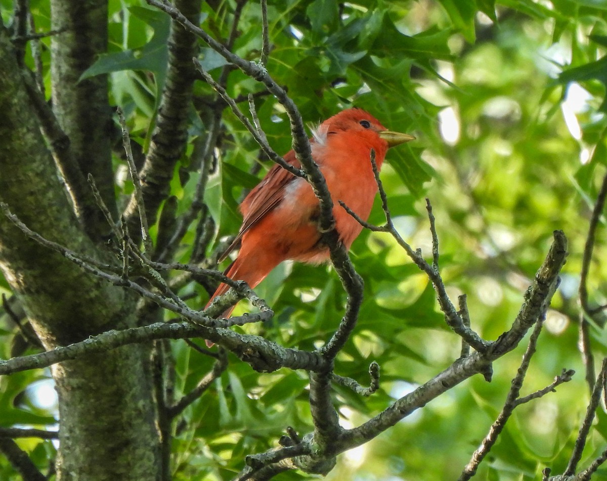 Piranga Roja - ML587148561