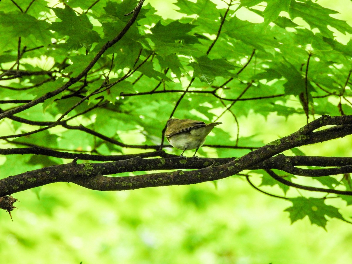 Red-eyed Vireo - ML587148681