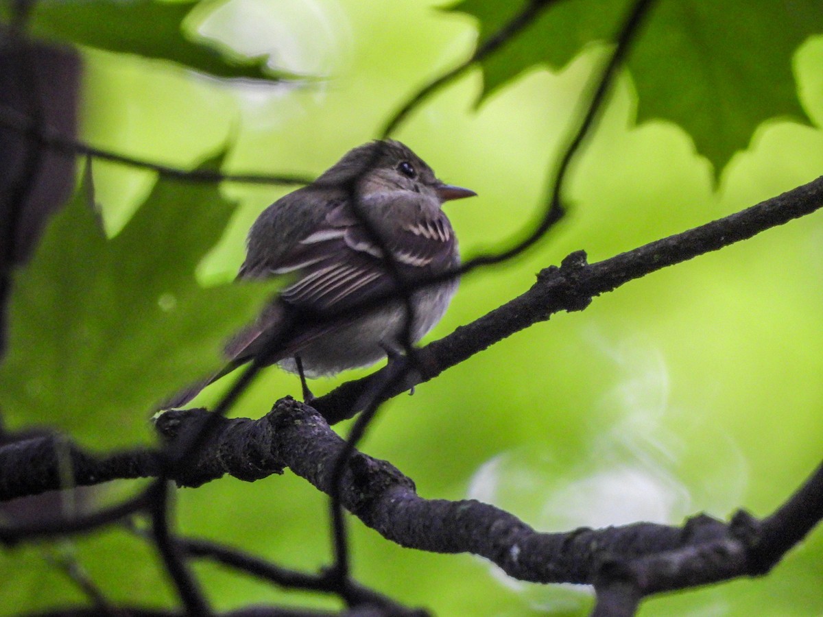 Acadian Flycatcher - ML587148711