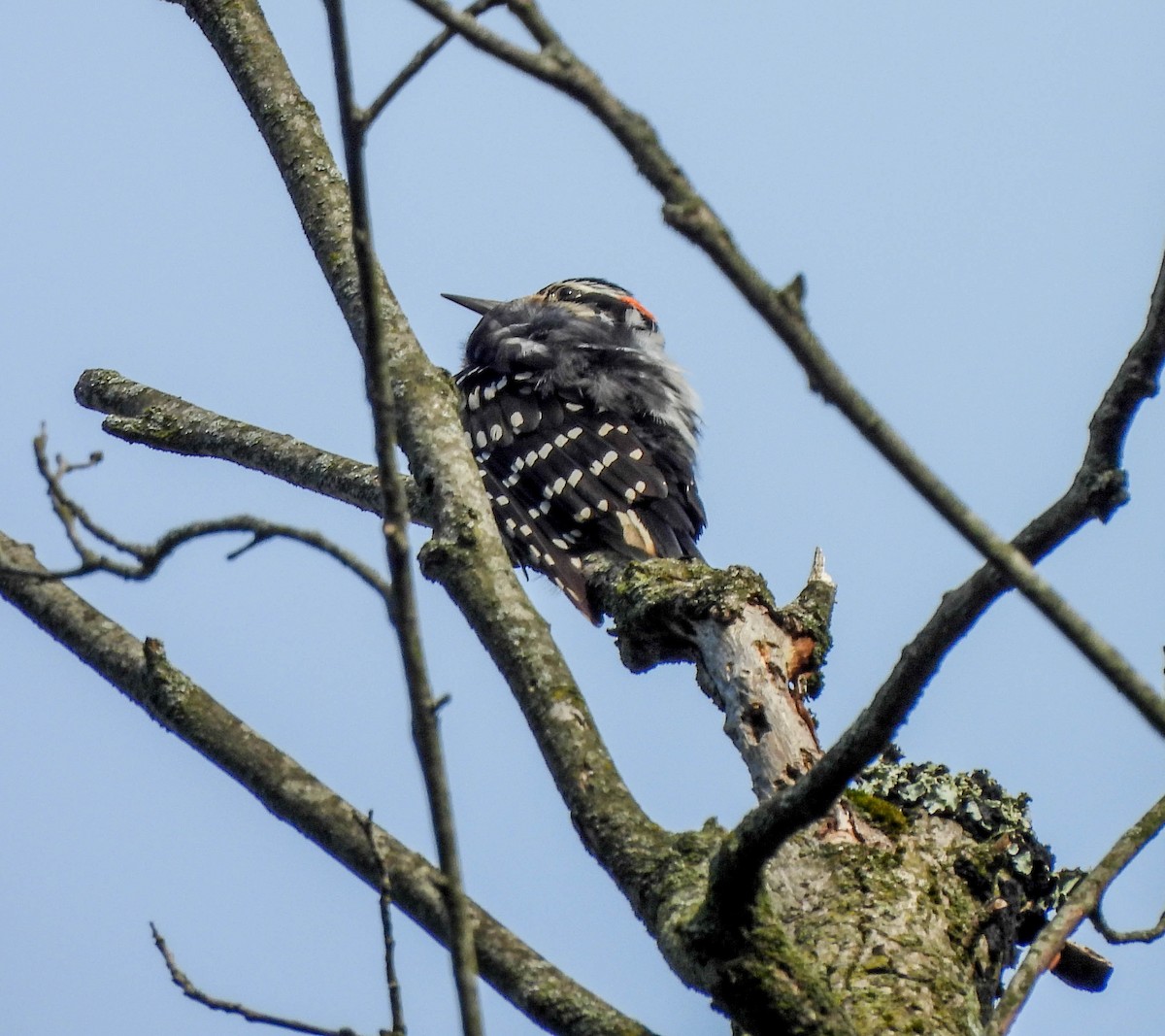 Hairy Woodpecker - ML587148731