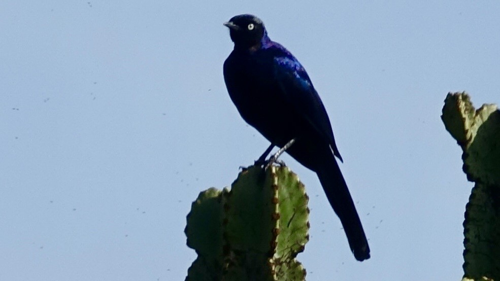 Rüppell's Starling - ML587148751