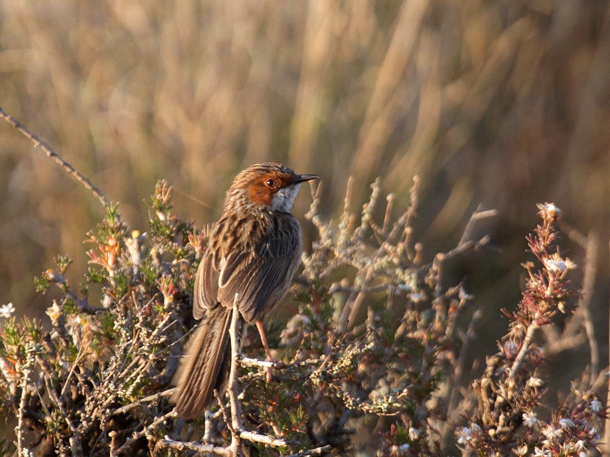 Rufous-eared Warbler - Bruce Ward-Smith